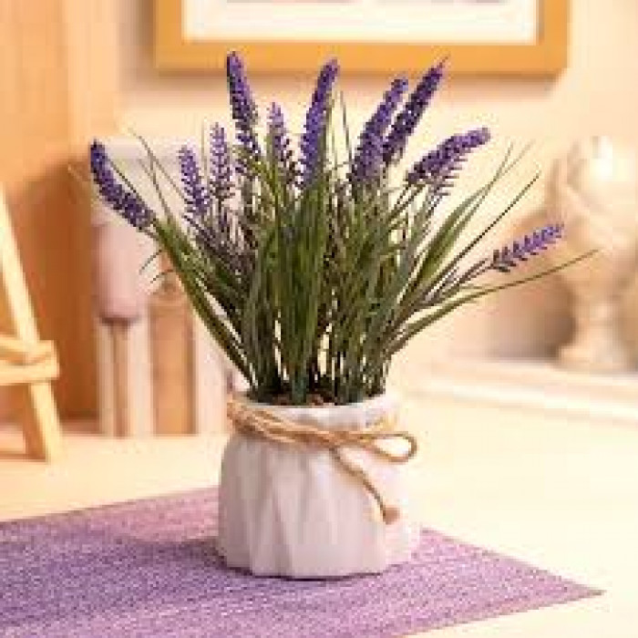 Лаванда в Атбасаре