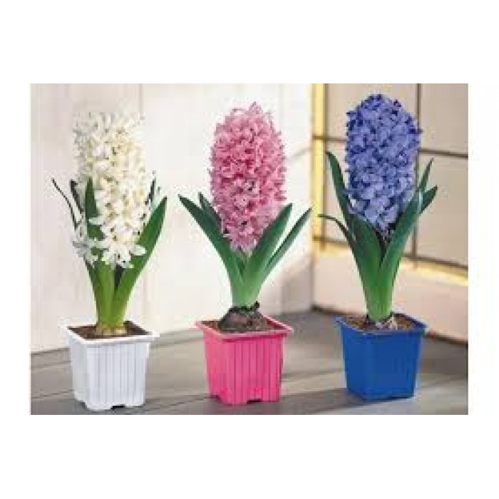 Гиацинты в Атбасаре