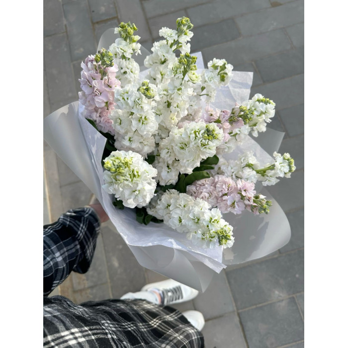 Маттиола в Атбасаре