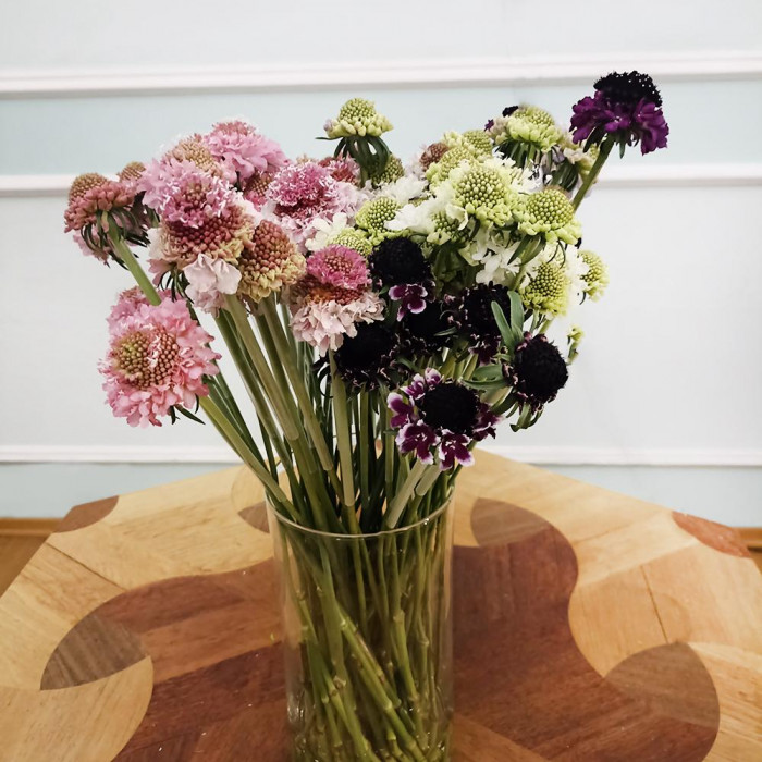 Скобиоза в Атбасаре