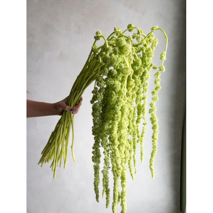 Амарантус в Атбасаре