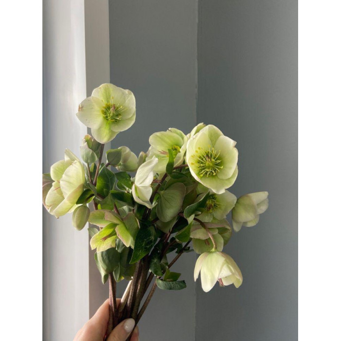 Хелеборус в Атбасаре