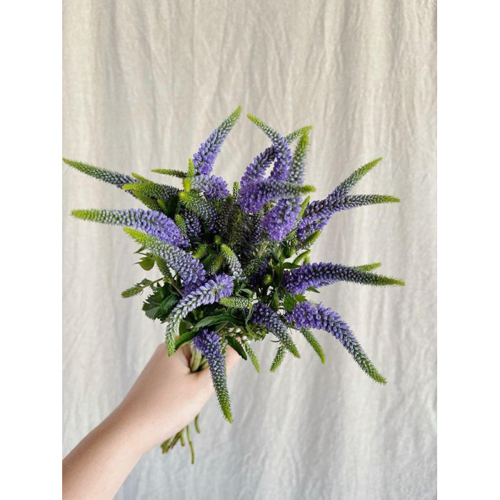 Вероника в Атбасаре