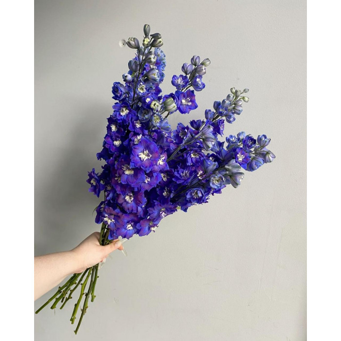 Делфиниум в Атбасаре