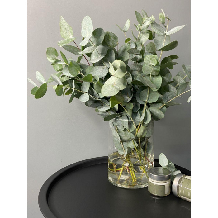 Эвкалипт в Атбасаре