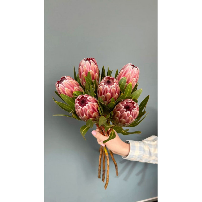 Протея в Атбасаре