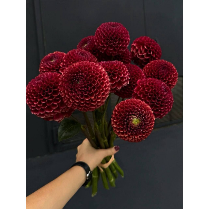 Георгины в Атбасаре