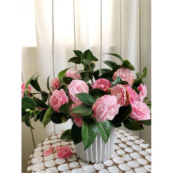 Камелия в Атбасаре