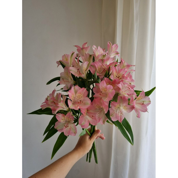 Альпиния в Атбасаре