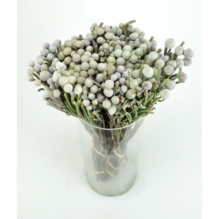 Бруния в Атбасаре