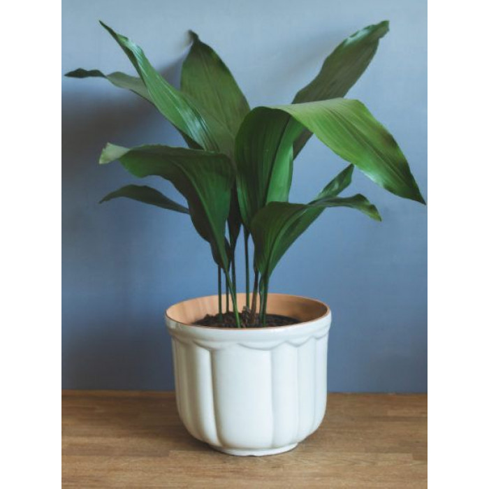 Аспидистра в Атбасаре