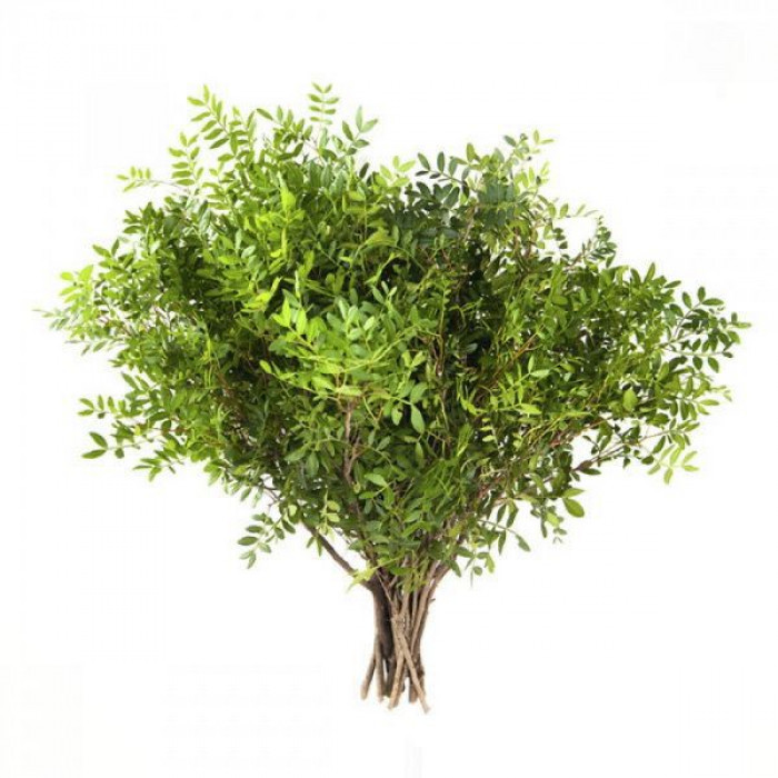 Писташ в Атбасаре