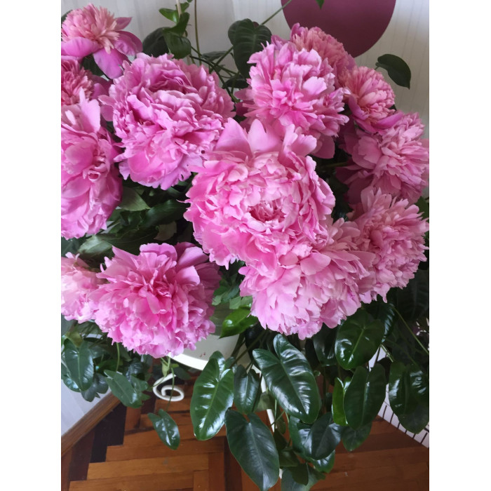 Пион древовидный в Атбасаре