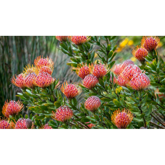 Леукоспермум в Атбасаре