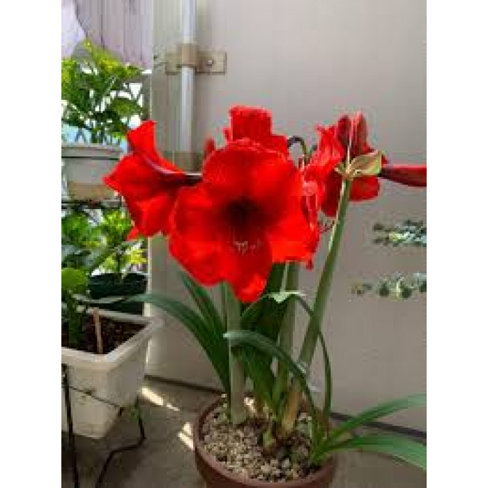 Амариллис в Атбасаре