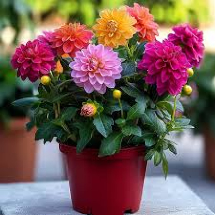 Георгины в Атбасаре