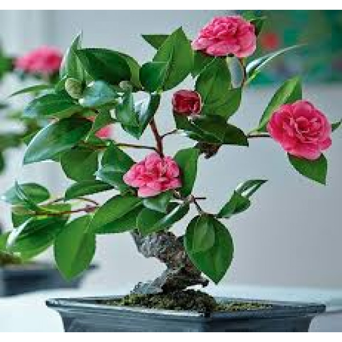 Камелия в Атбасаре