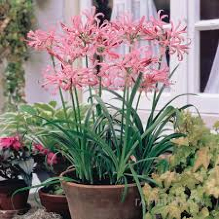 Нерине в Атбасаре