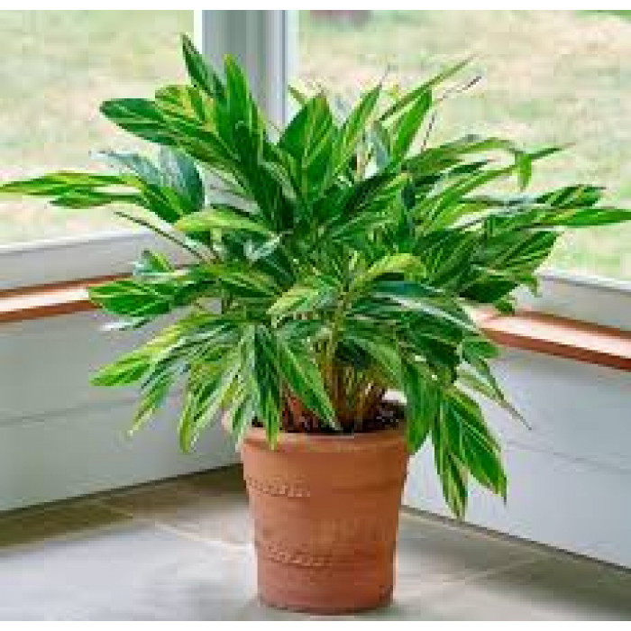 Альпиния в Атбасаре