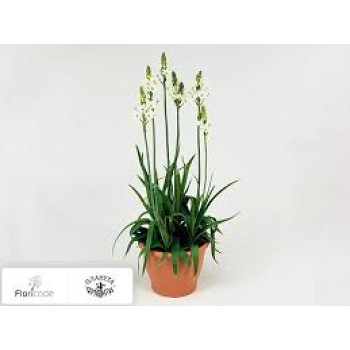 Орнитогалум в Атбасаре